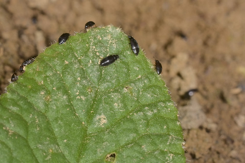 Invasione di Staphylinidae, gn Proteinus